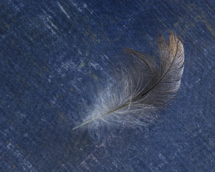 Feather on Blue Paper Photograph by Mitch Spence