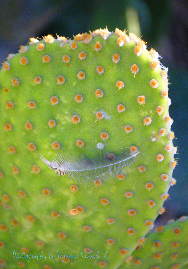Feather on Cactus 2 Photograph by Tamara Kulish