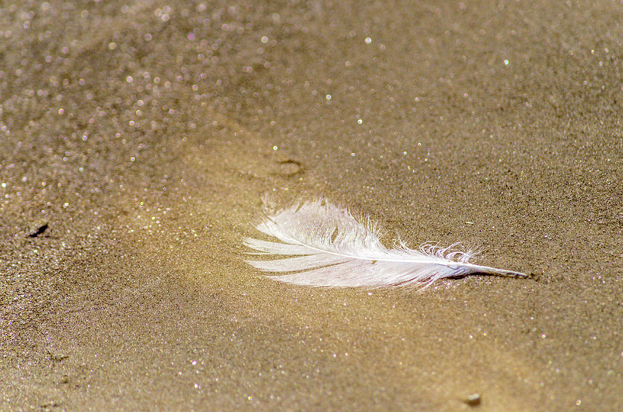 Feather on Gold Dust Photograph by Debra Martz