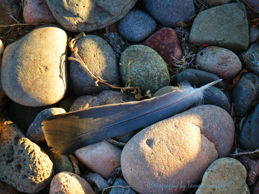 Feather on Rocks Photograph by Tamara Kulish