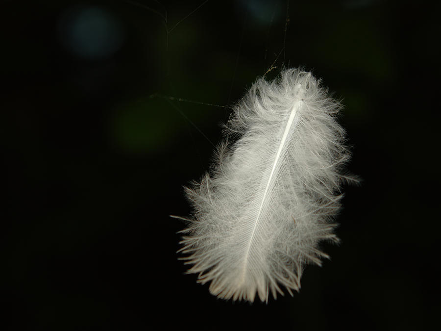 Feather On Spider Threads Photograph by Adrian Wale