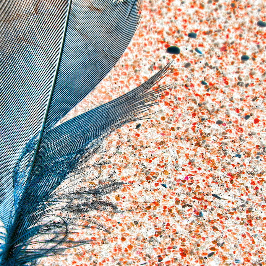 Feather on the Beach Photograph by Bonnie Bruno