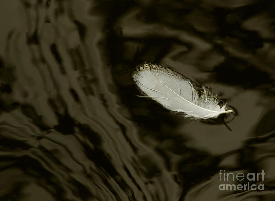 Feather On The Water-Signed-#3777 Photograph by J L Woody Wooden