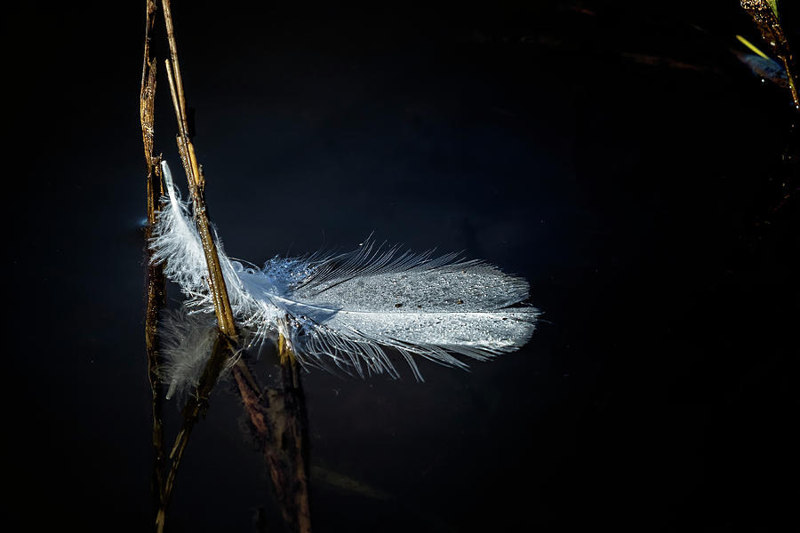Feather on Water Photograph by Belinda Greb