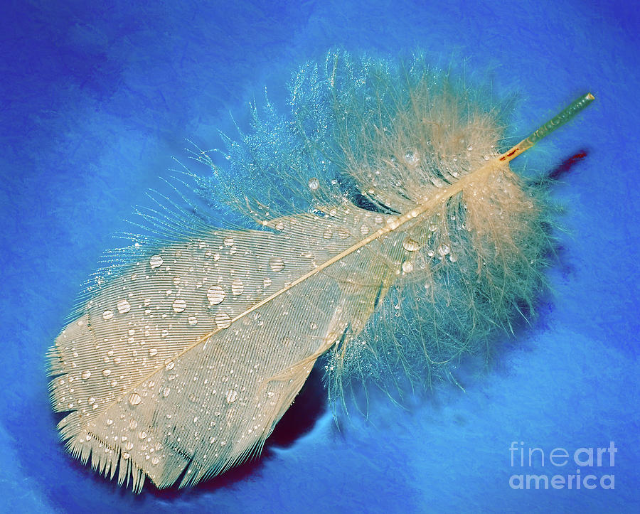 Feather on Water by Kaye Menner Photograph by Kaye Menner
