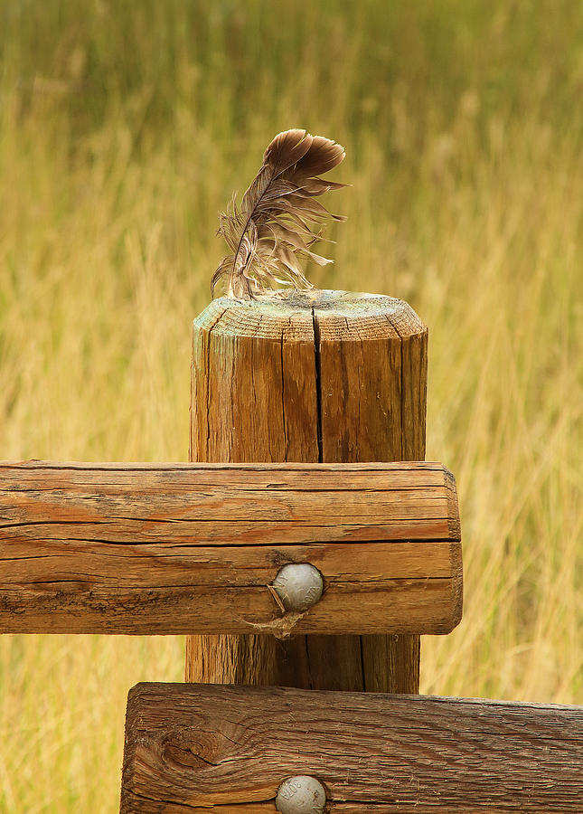 Still Life Photograph - Feather On Wooden Fence by Viktor Savchenko