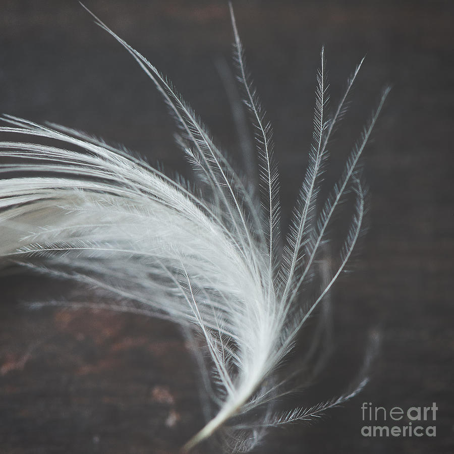 Feather Photograph - Feather photo Just Because by Ivy Ho
