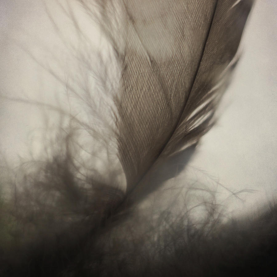 Feather Light Photograph by Sally Banfill