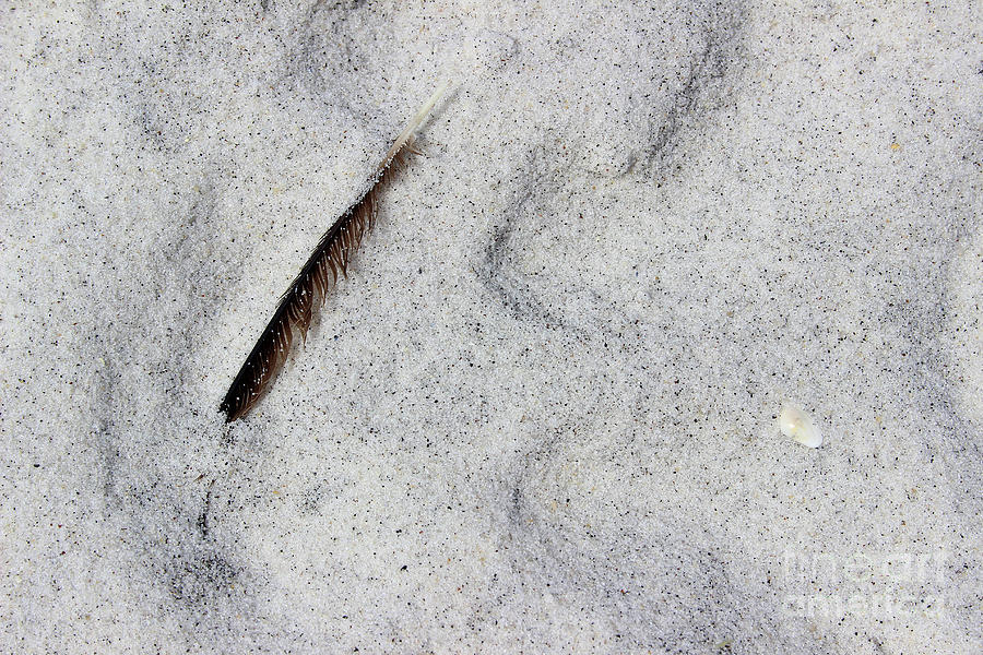 Feather, Shell and Sand Photograph by Karen Adams