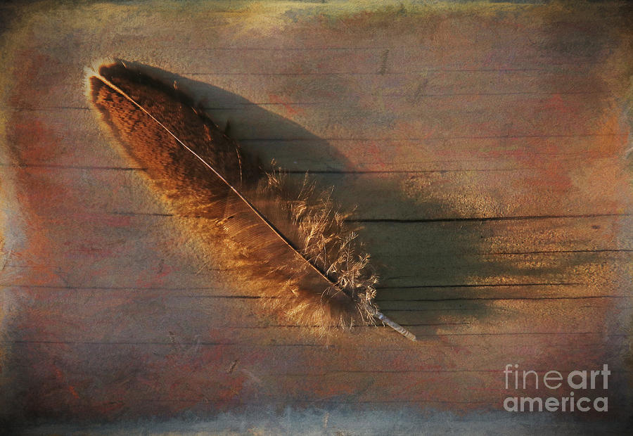 Turkey Photograph - Feather Study on Barnboard by Clare VanderVeen