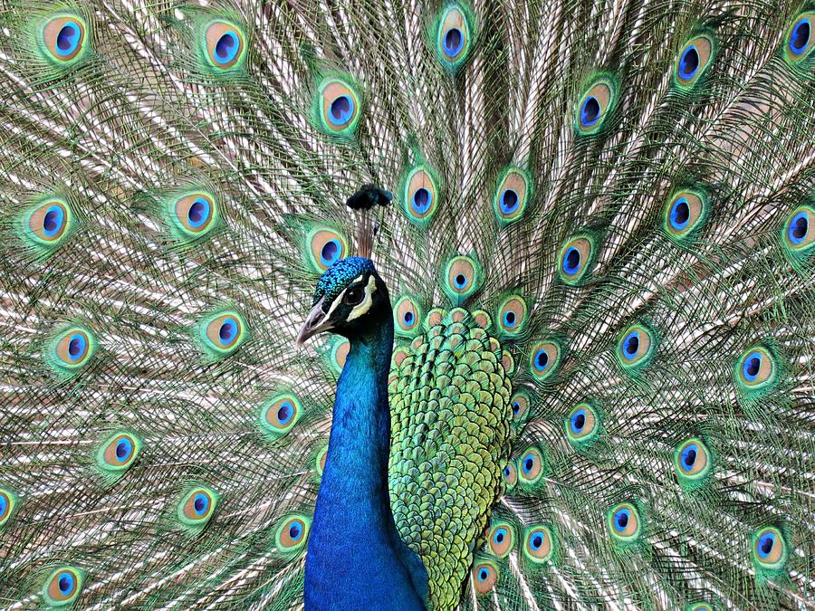 Feather With Eyes Photograph by Meredith Plazek - Fine Art America