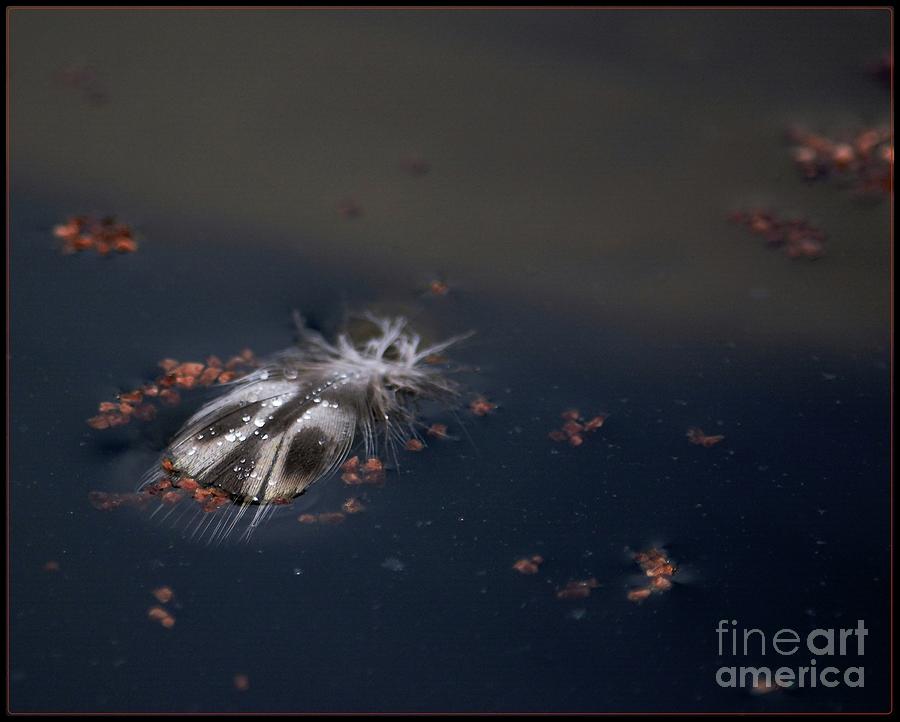 Featherbug Photograph by Angela Murray