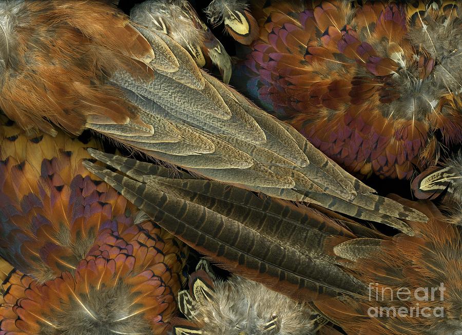 Pheasant Photograph - Featherdance by Christian Slanec