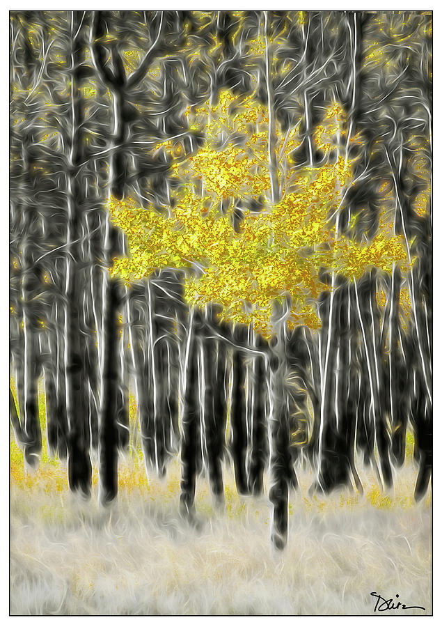 Feathered Aspen Photograph by Peggy Dietz