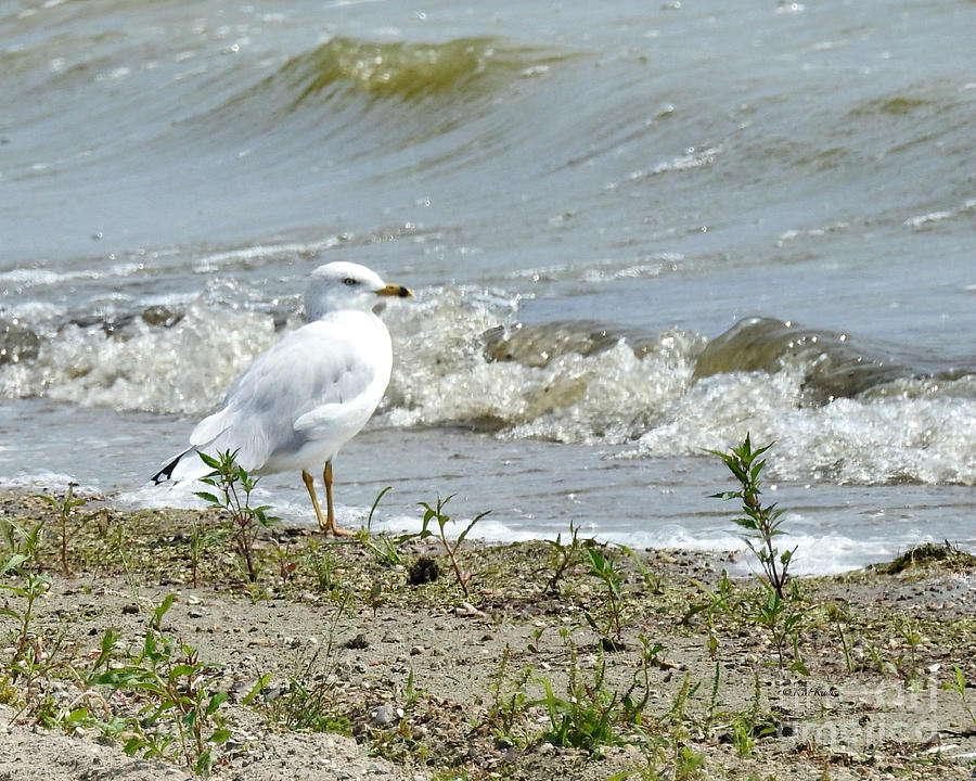 Feathered Beach Goer Photograph by Kathy M Krause