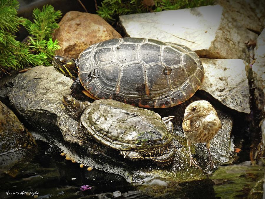 Feathered Friend Among Turtles Photograph by Matt Taylor - Fine Art America