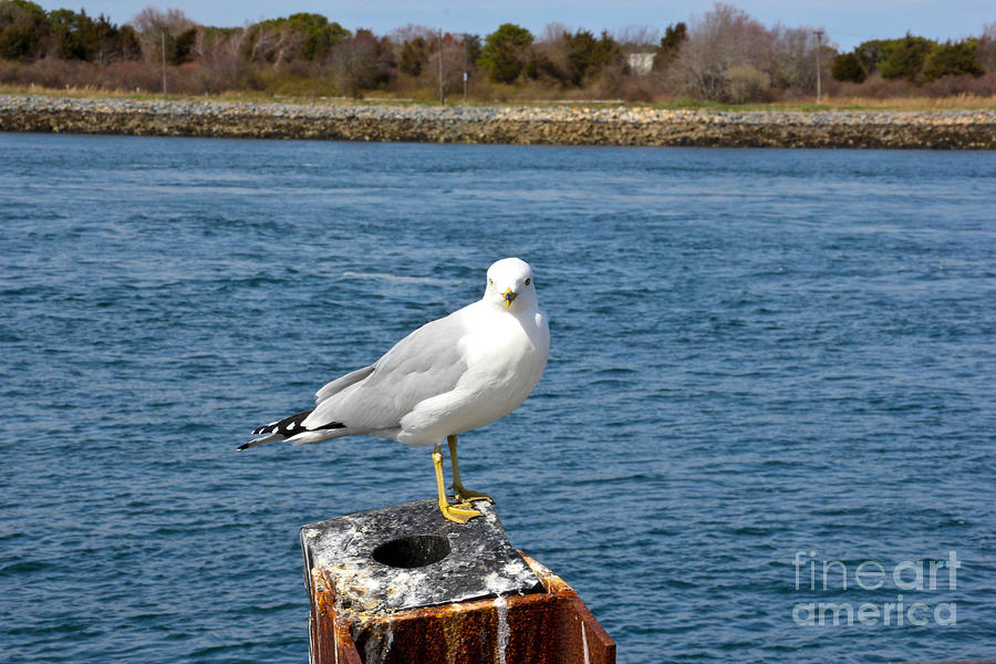 Seagull Photograph - Feathered Friend by Extrospection Art