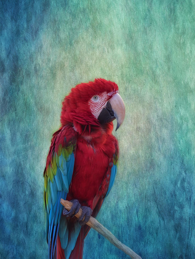 Macaw Photograph - Feathered Friend by Kim Hojnacki