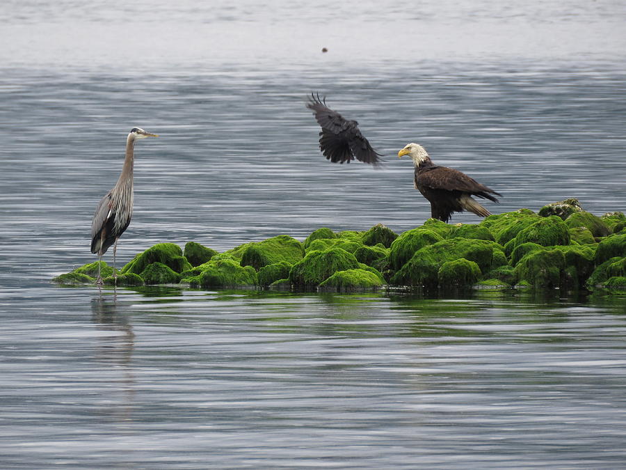 Feathered Friends Photograph By Cheryl Trudell Fine Art America