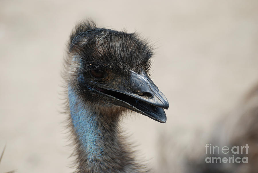 Feathered Head of a Blue Emu Bird Photograph by DejaVu Designs - Fine Art  America