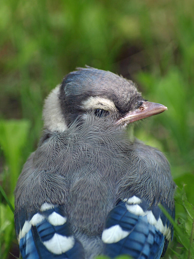 Feathered Jay Photograph by James Peterson