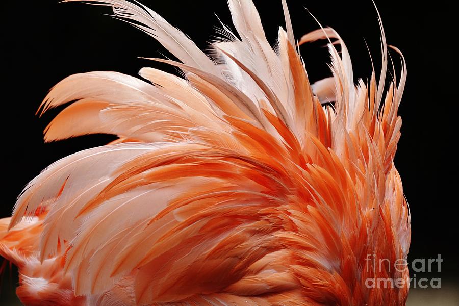 Flamingo Feathers Photograph by Julie Adair