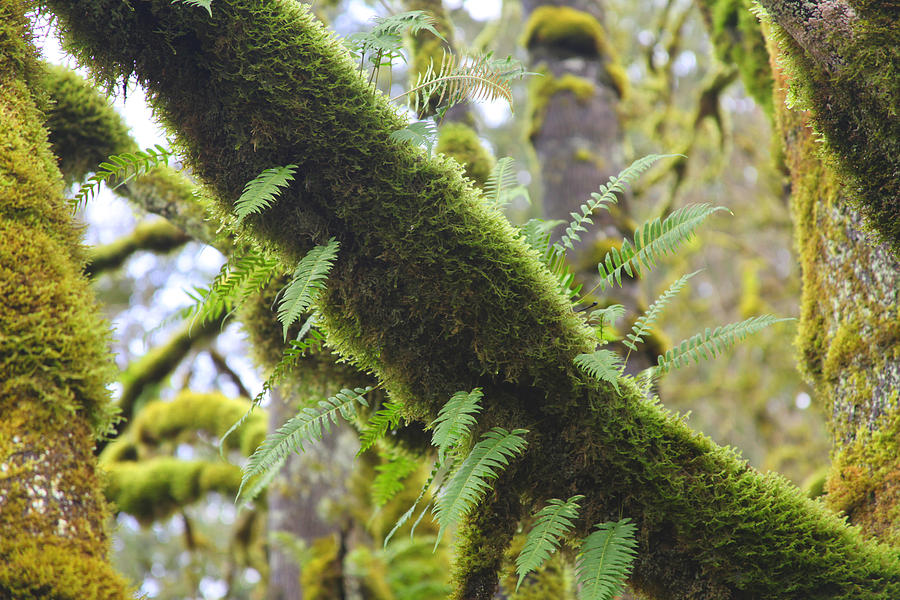 Feathered Moss Photograph by Tammy Pool