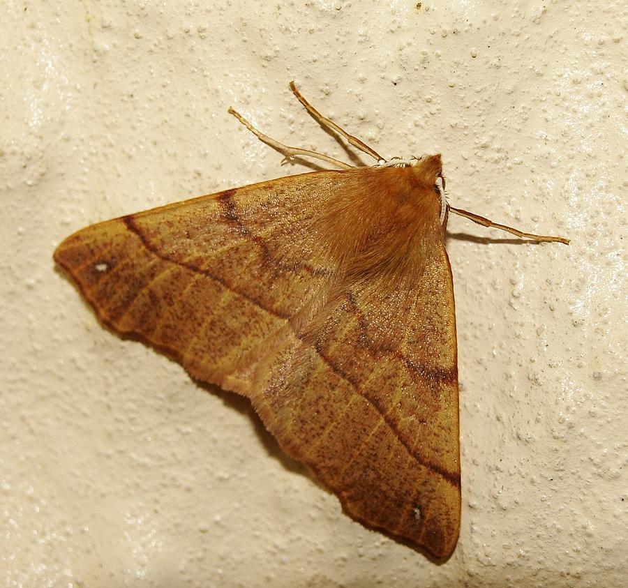 Feathered Thorn Moth Photograph by Richard Brookes