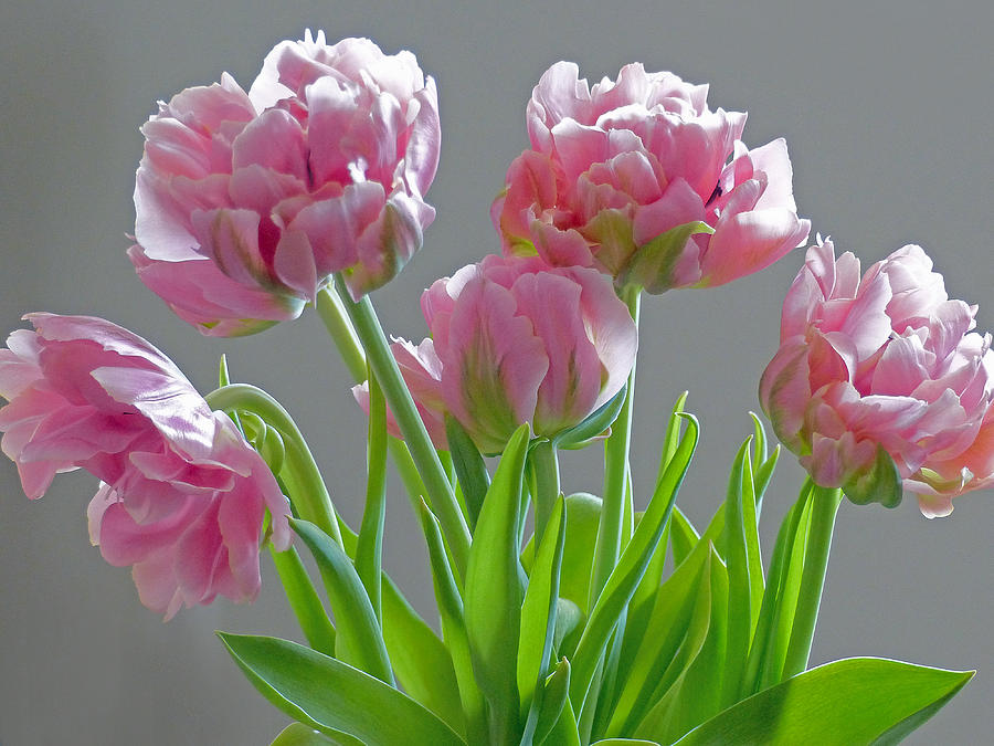 Feathered Tulips 3 Photograph by JustJeffAz Photography