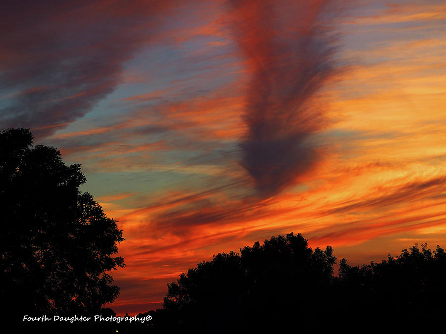 Featherly Sunset Photograph by Diane Shirley