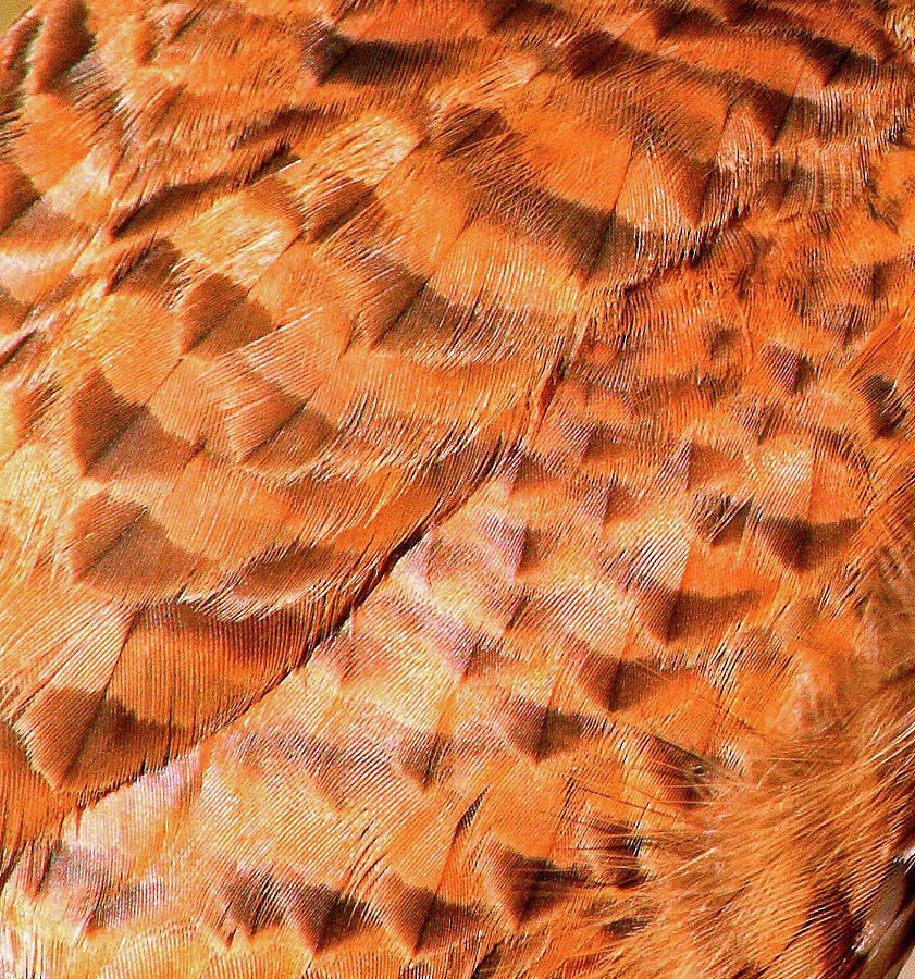 Feathers Abstract Photograph by Jeff Townsend