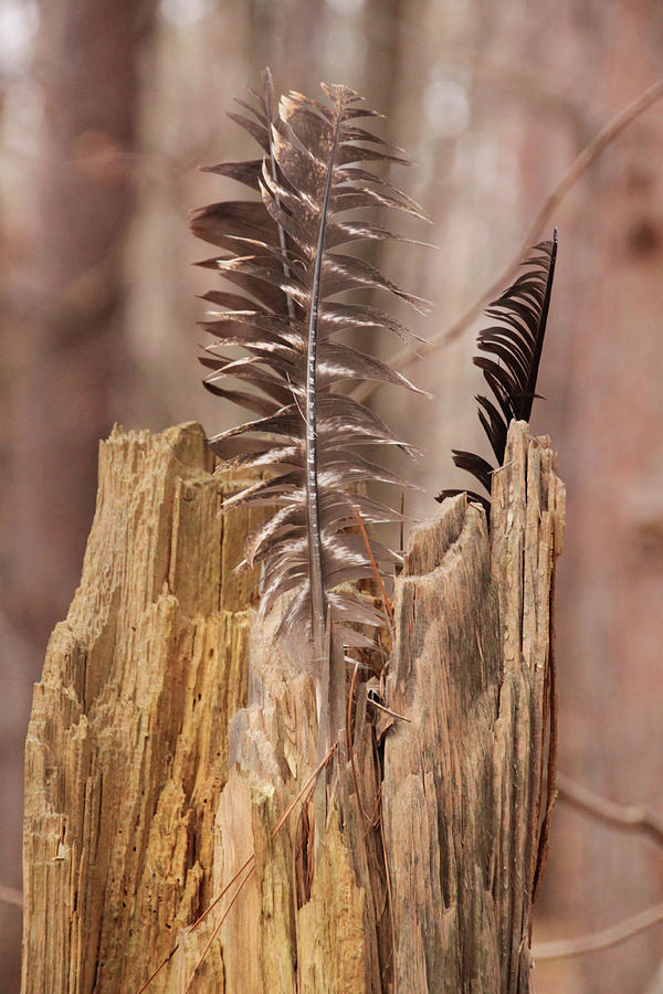 Feathers and a Stump. Casey Park, Ontario, NY Photograph by Gerald Salamone