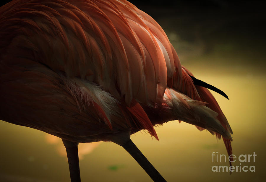 Flamingo Photograph - Feathers and Light by Toma Caul