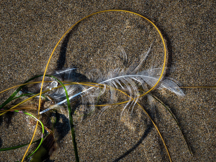 Feathers and Seaweed on the Beach Photograph by Robert Potts