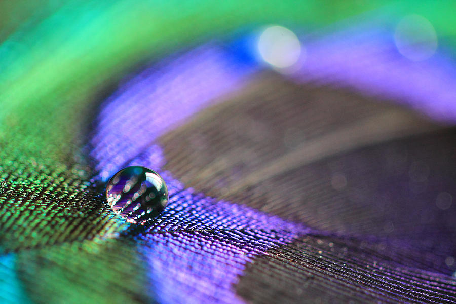 Feathers and Water Drops Photograph by Angela Murdock