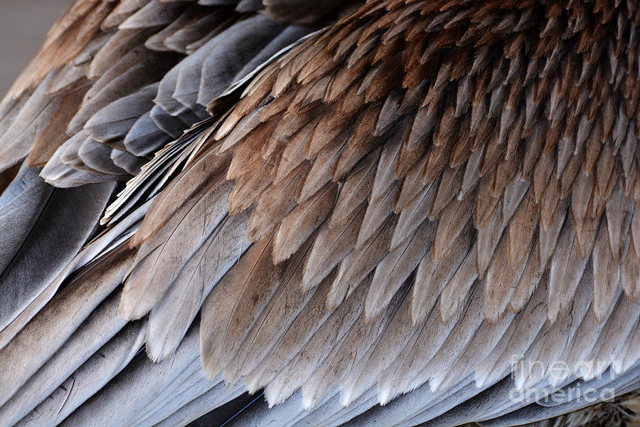 Feathers Cascade Photograph by Lorenzo Cassina