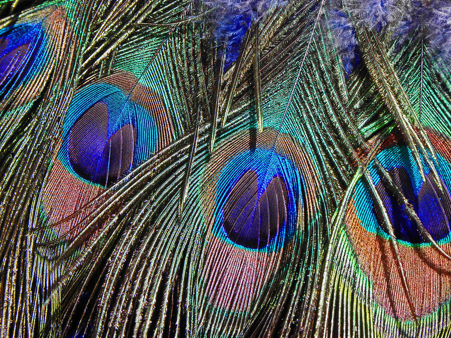 Feathers Photograph by Elizabeth Hoskinson