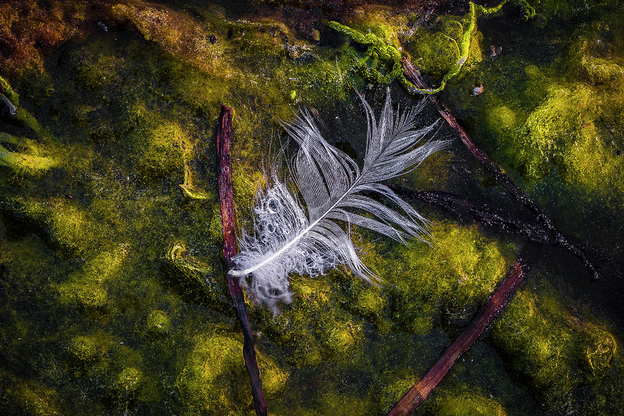 Feathers Photograph by Elmer Jensen