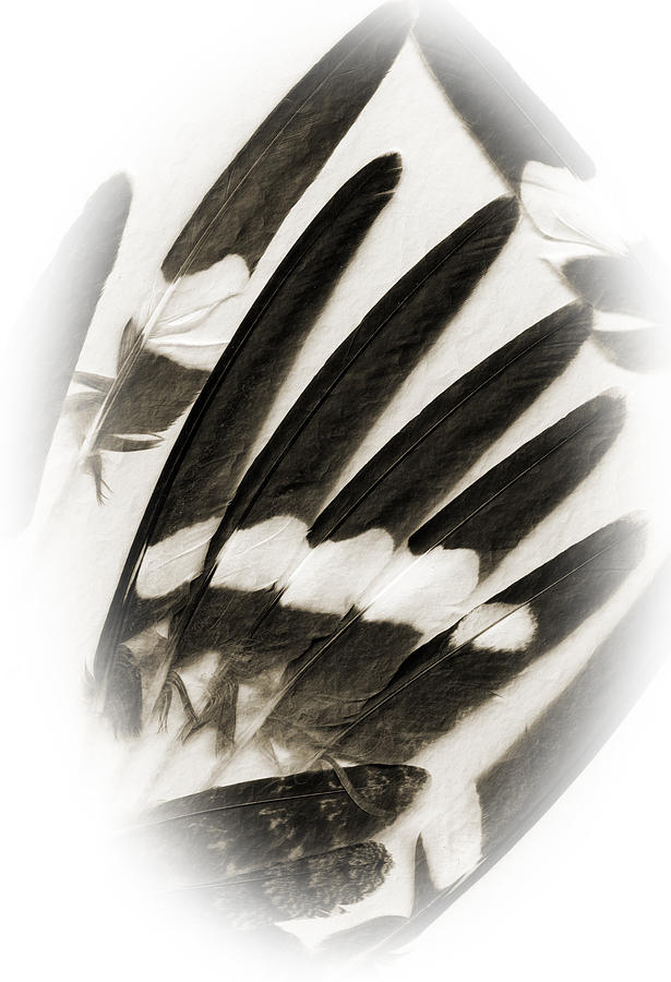 Feather Photograph - Feathers by Fred Lassmann