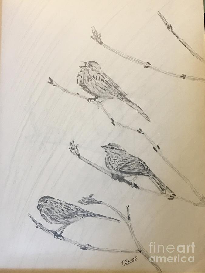Feathers Friends Drawing by Thomas Janos