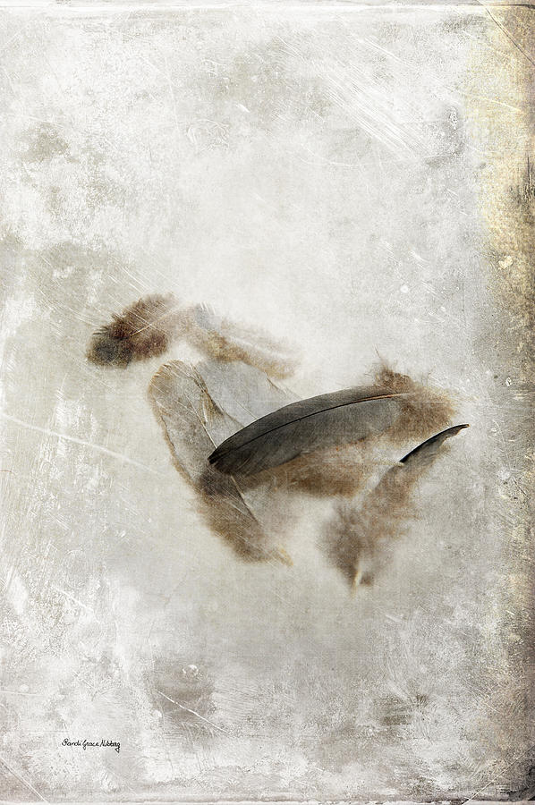 Feathers from a Fight Photograph by Randi Grace Nilsberg