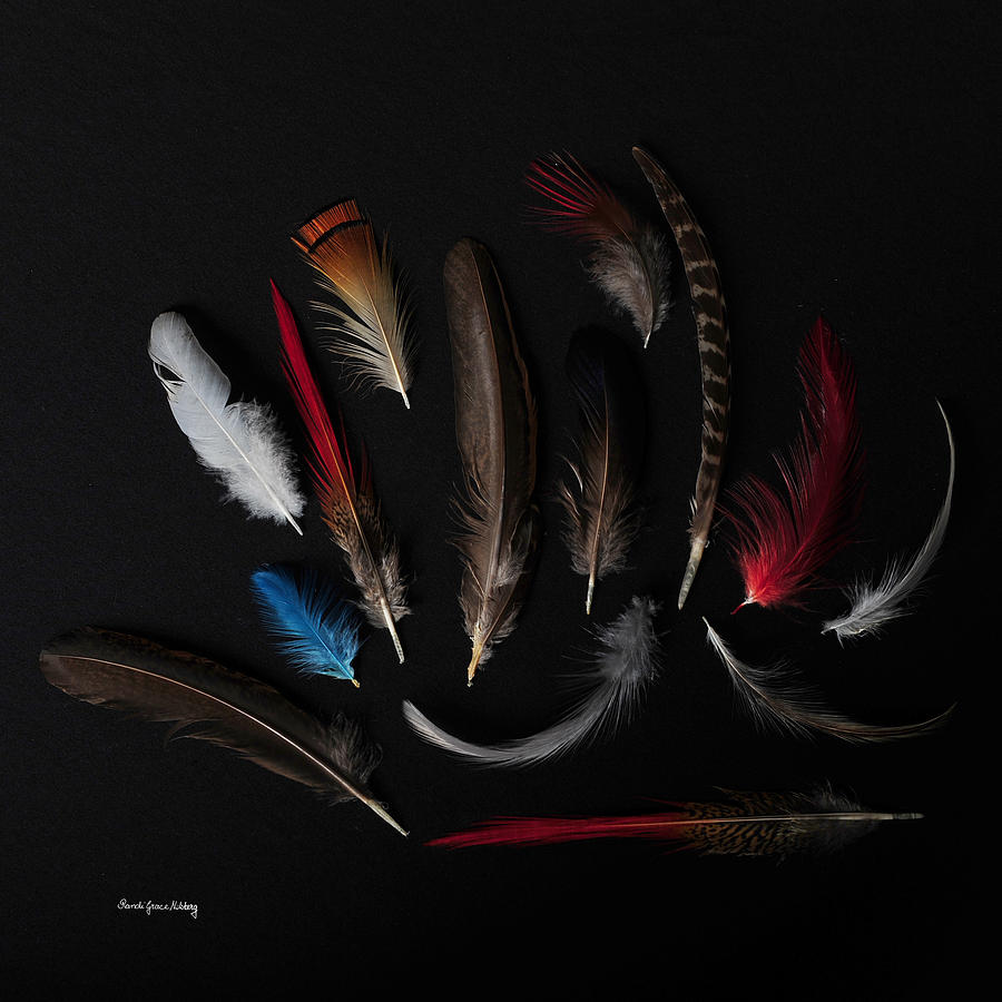 Feathers from the Dark Photograph by Randi Grace Nilsberg