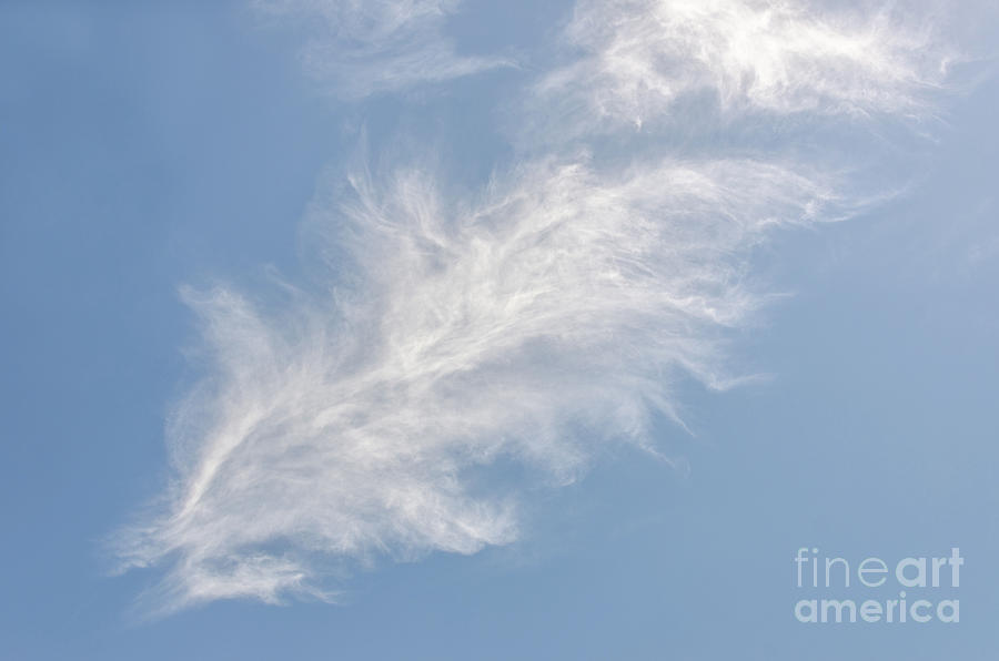 Feathers In The Sky Photograph