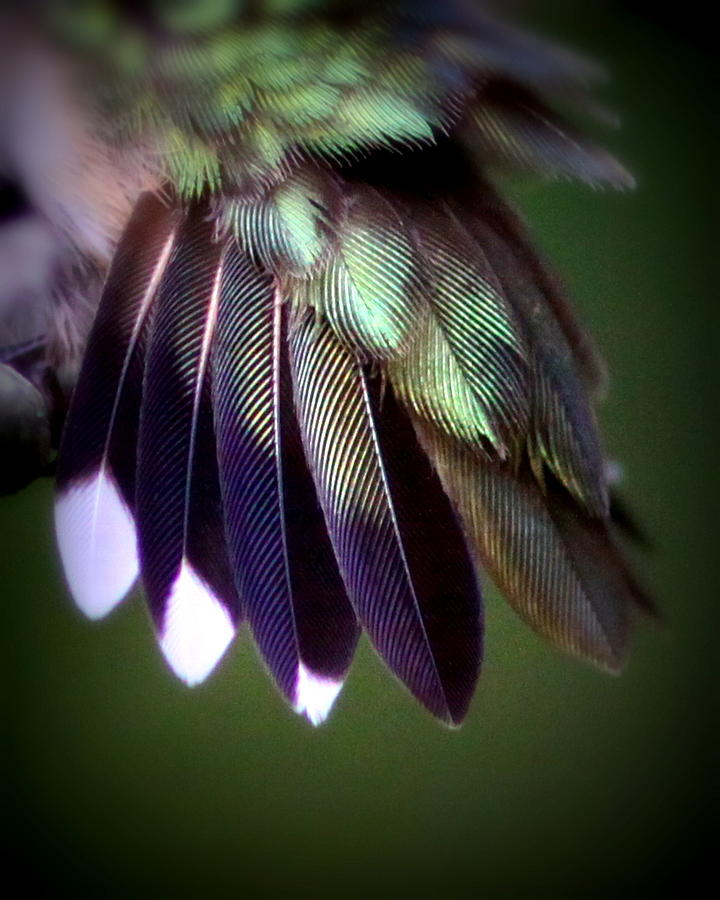 Feathers of a Hummer - 4520-002 Photograph by Travis Truelove