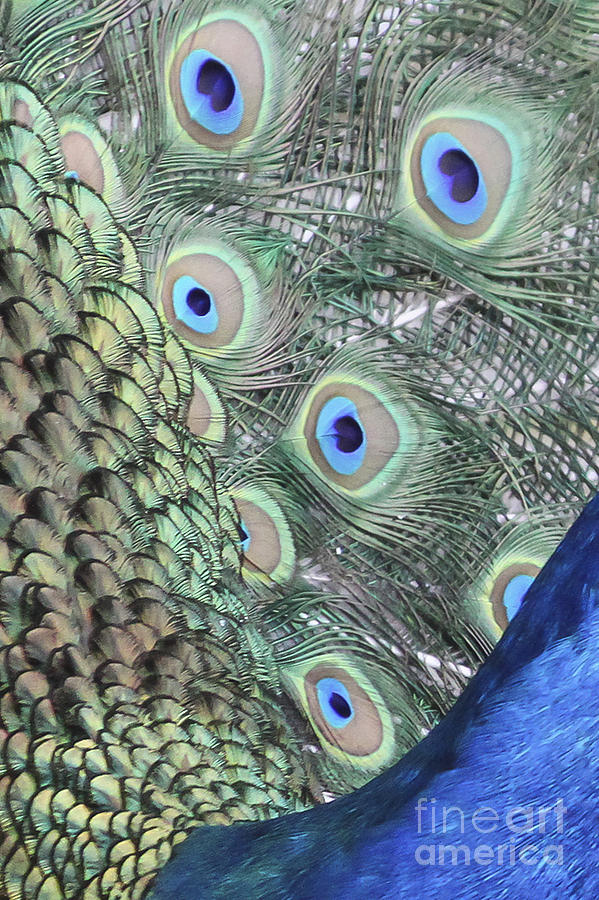Feathers Of A Peacock Photograph