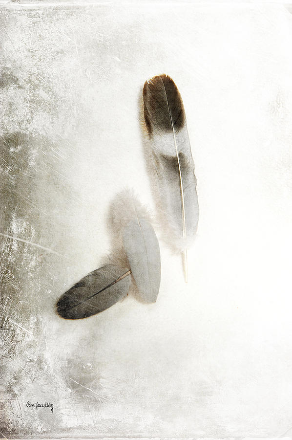 Feathers of Hope Photograph by Randi Grace Nilsberg