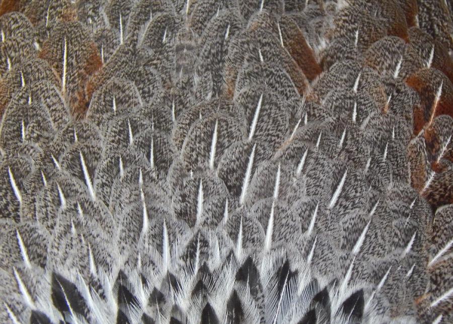 Feathers Of The Wild Hen Photograph by Jan Gelders