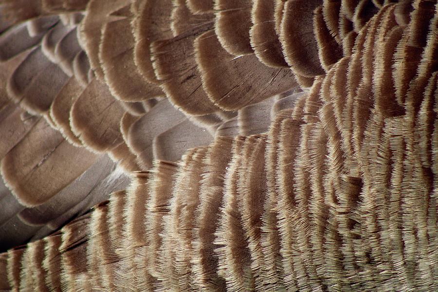 Feathers on a Canadian Goose Photograph by M E