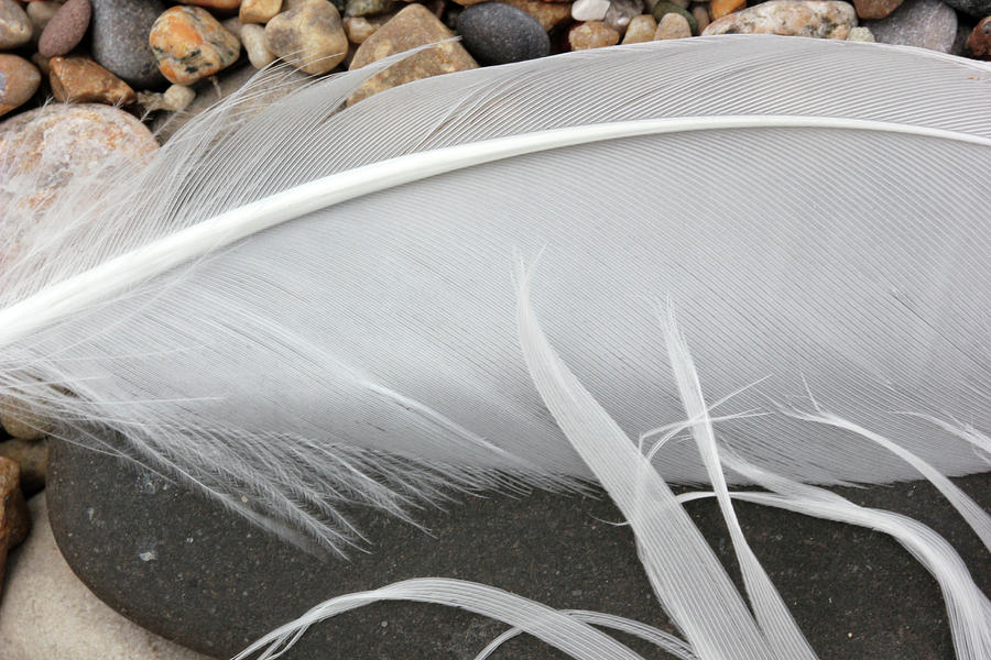 Feathers on the Beach 1 Photograph by Mary Bedy