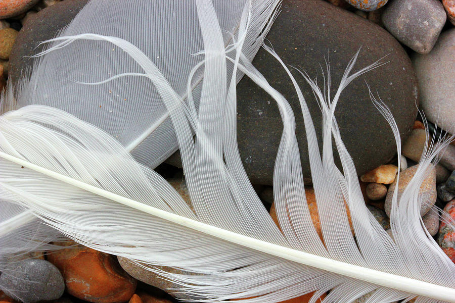 Feathers on the Beach 2 Photograph by Mary Bedy